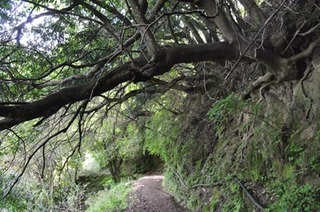 葛城山 登山道.jpg