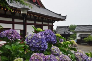 紫陽花と本堂.jpg