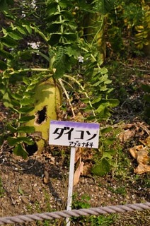 大根03.jpg