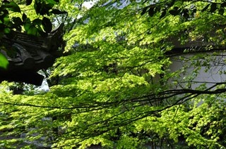 白毫寺08.jpg